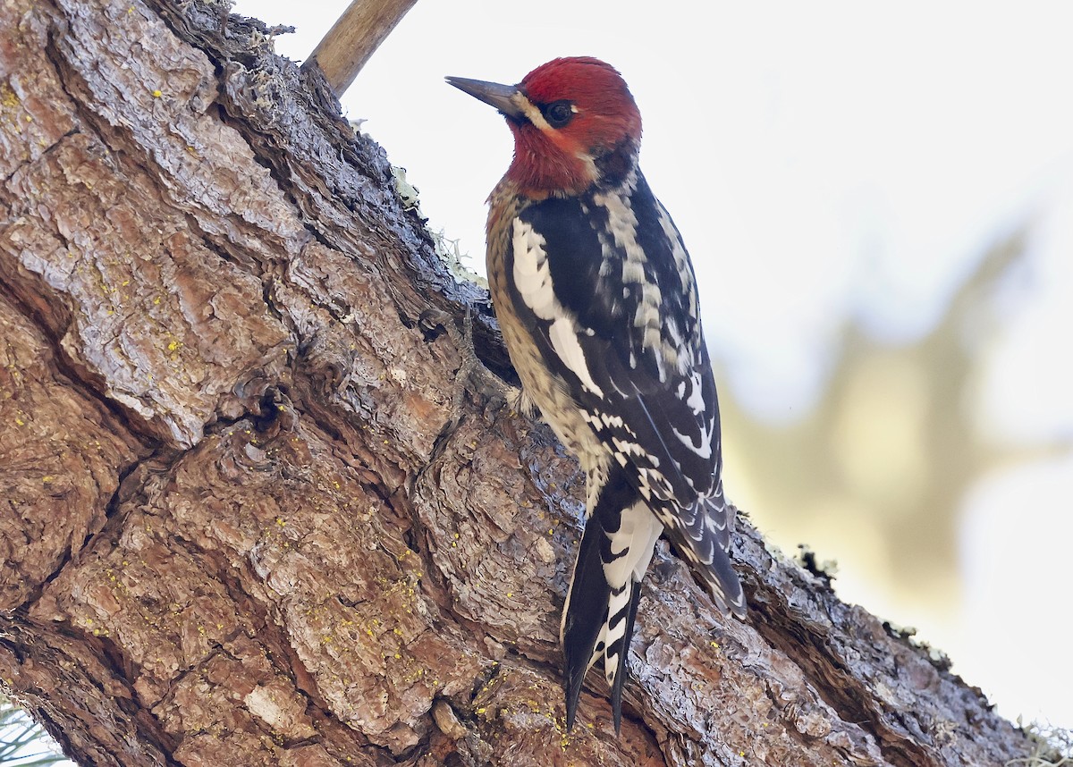 Hybride Pic à nuque rouge x P. à poitrine rouge - ML644576417