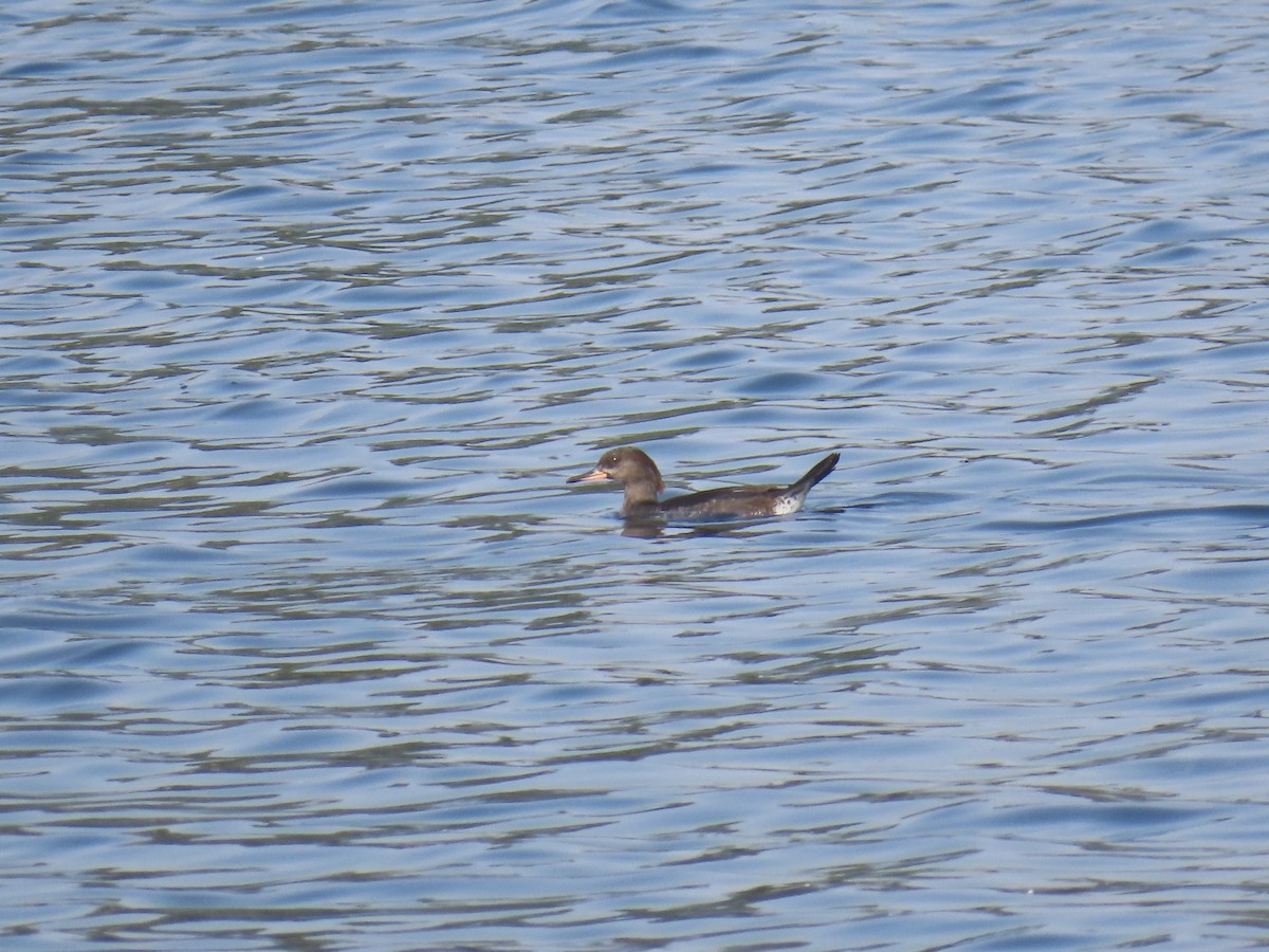 Zerra buruhandia - ML644576419