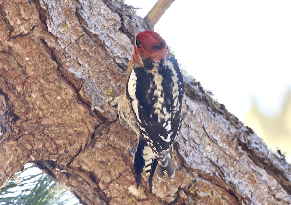 Hybride Pic à nuque rouge x P. à poitrine rouge - ML644576420