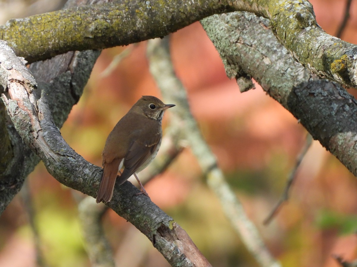 Hermit Thrush - ML644576421