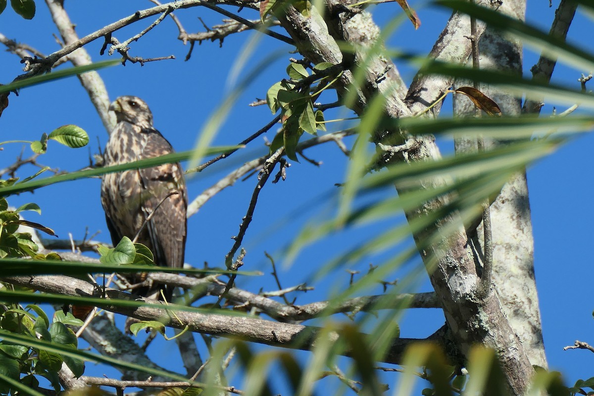 veivåk - ML644576422