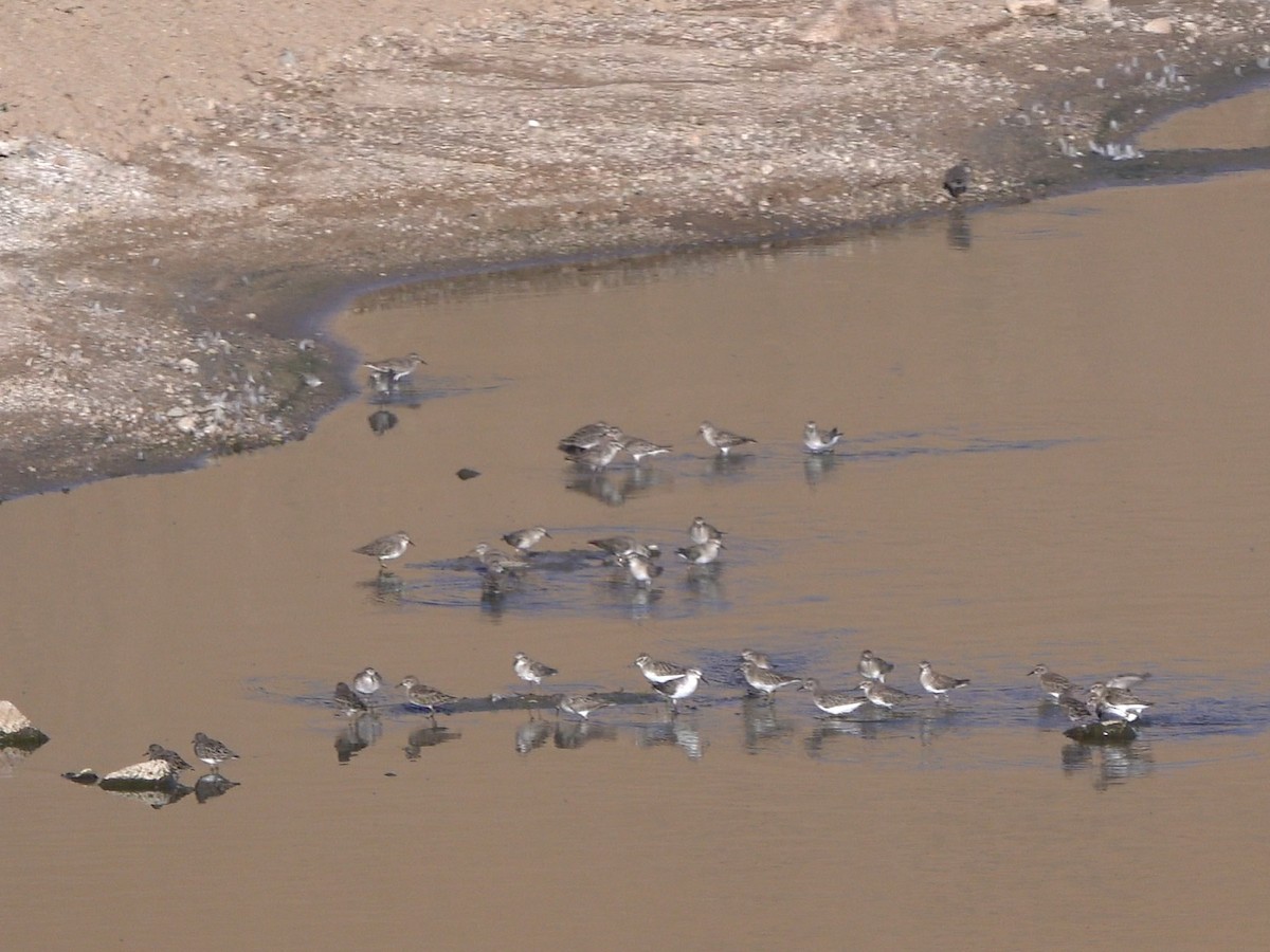 Txirri alaskarra - ML644576423