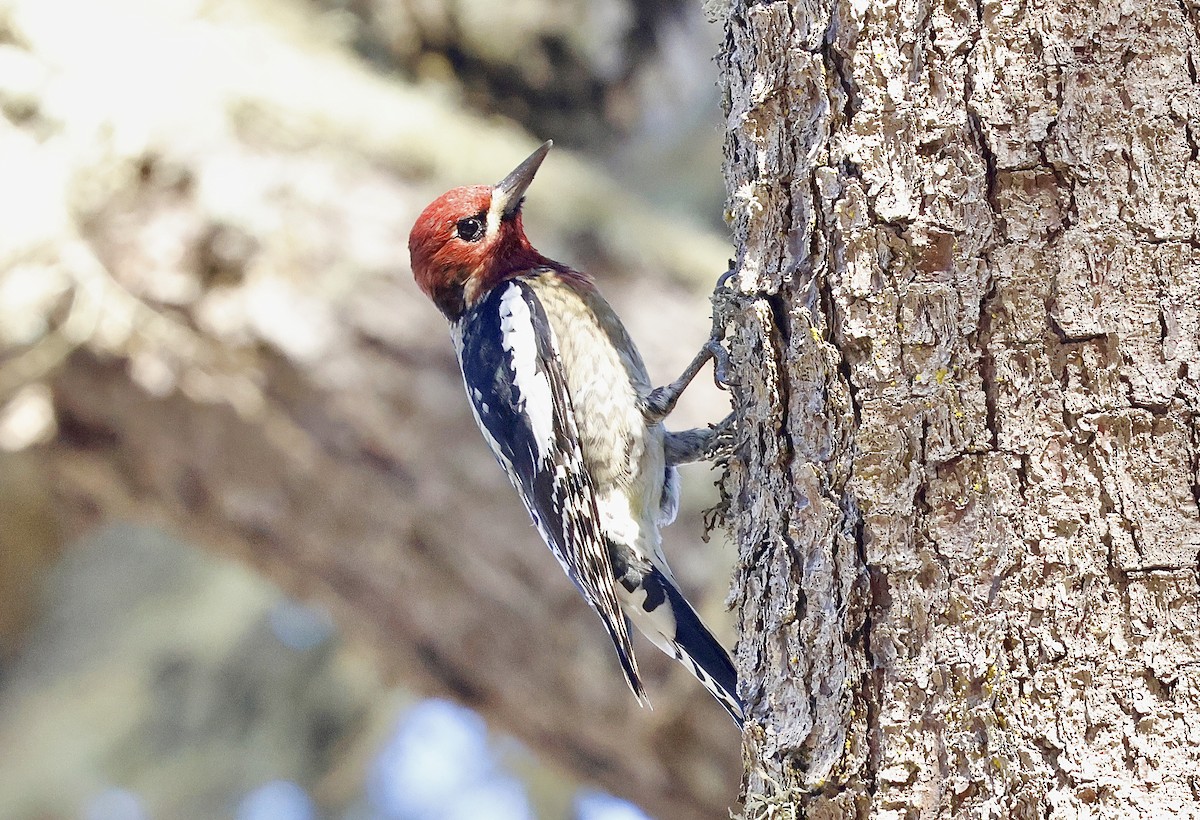 Hybride Pic à nuque rouge x P. à poitrine rouge - ML644576426