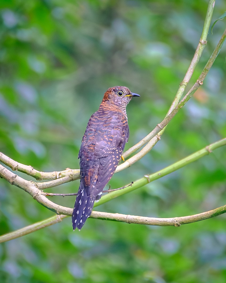 Petit Coucou - ML644576430