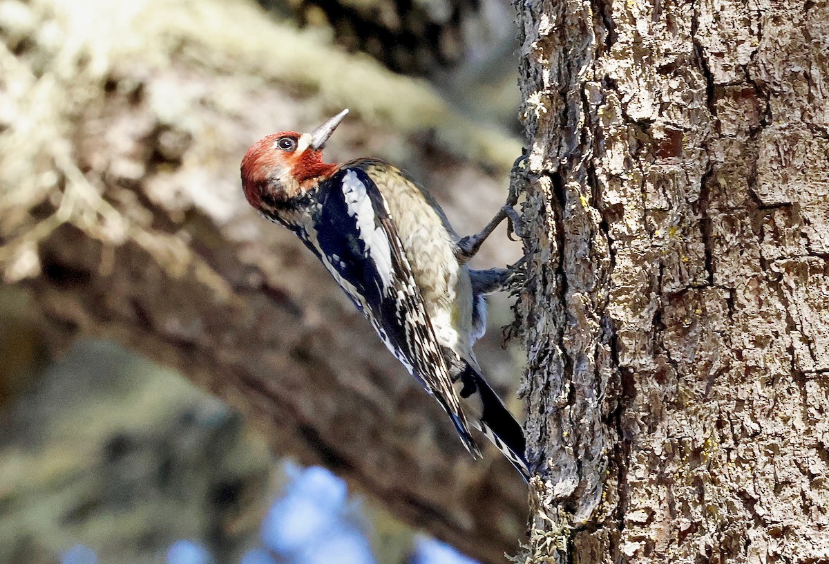 Hybride Pic à nuque rouge x P. à poitrine rouge - ML644576431