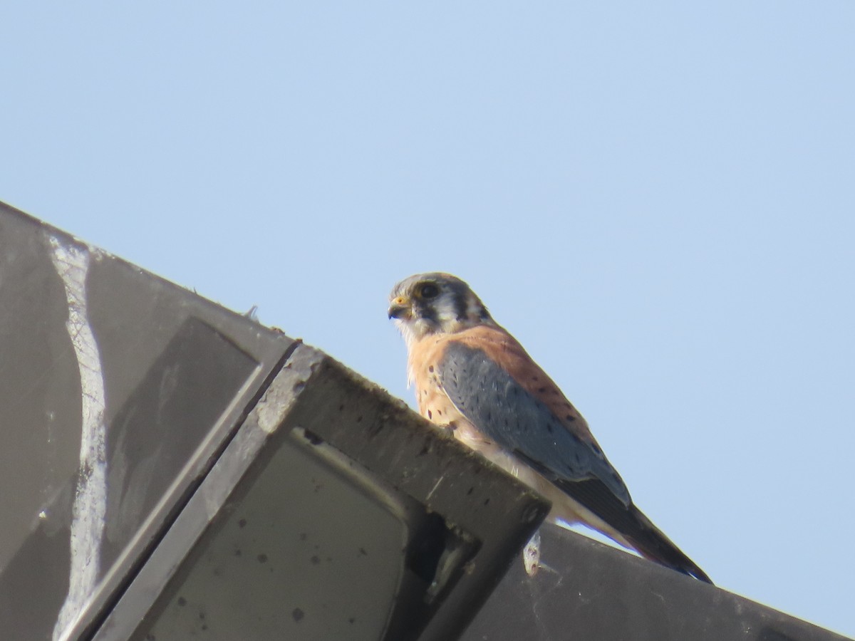 Belatz amerikarra - ML644576433