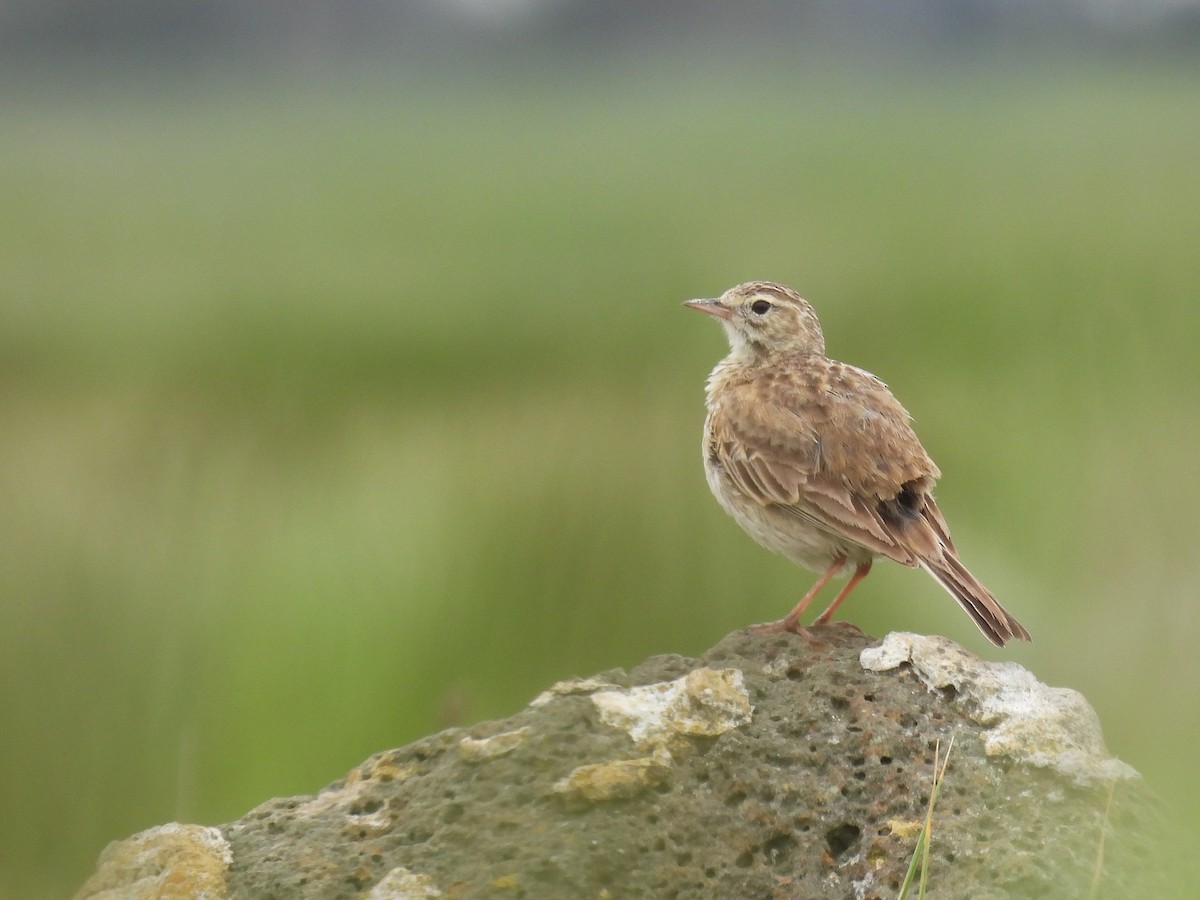 Avustralya İncirkuşu - ML644576434