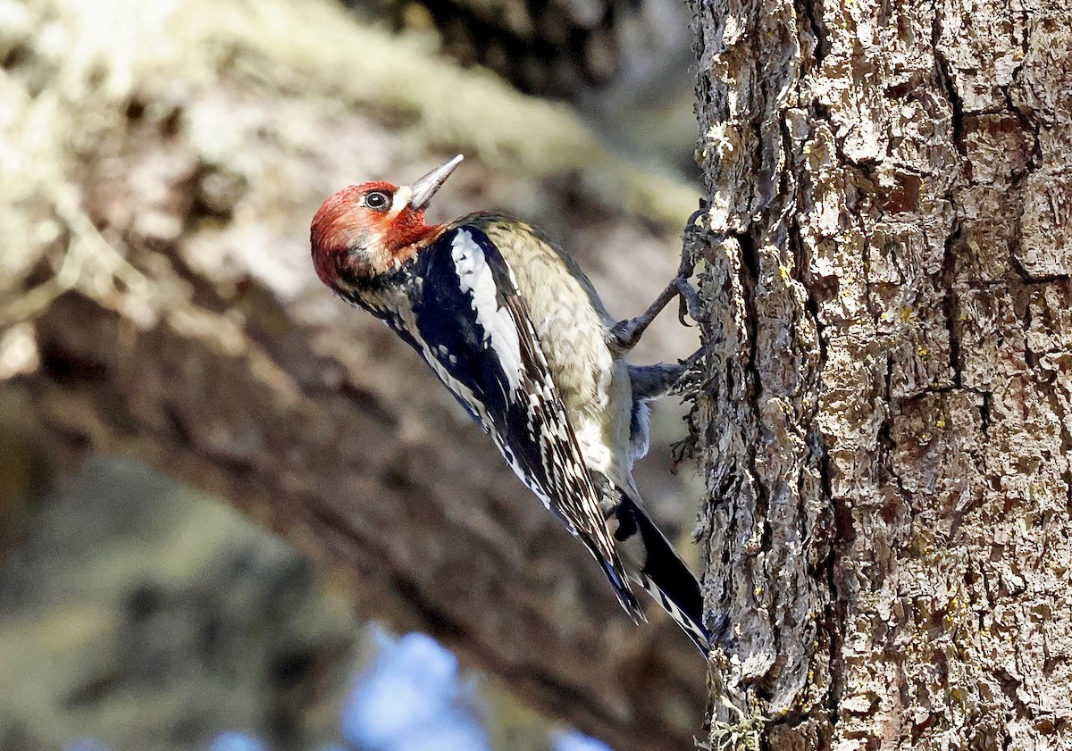 Red-naped x Red-breasted Sapsucker (hybrid) - ML644576436