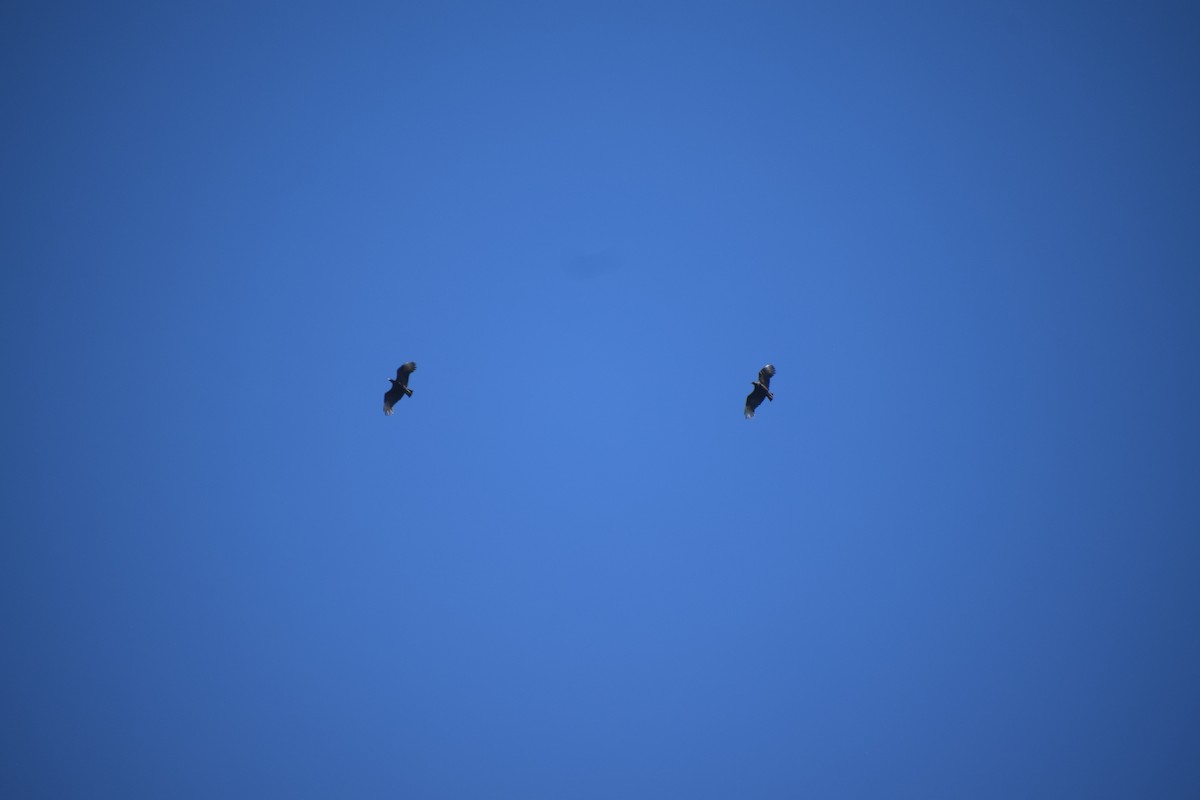 Karga Akbabası - ML644576440