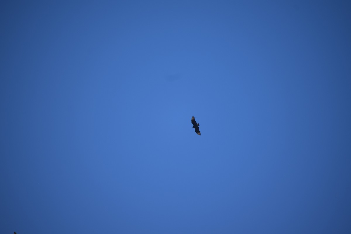 Karga Akbabası - ML644576442