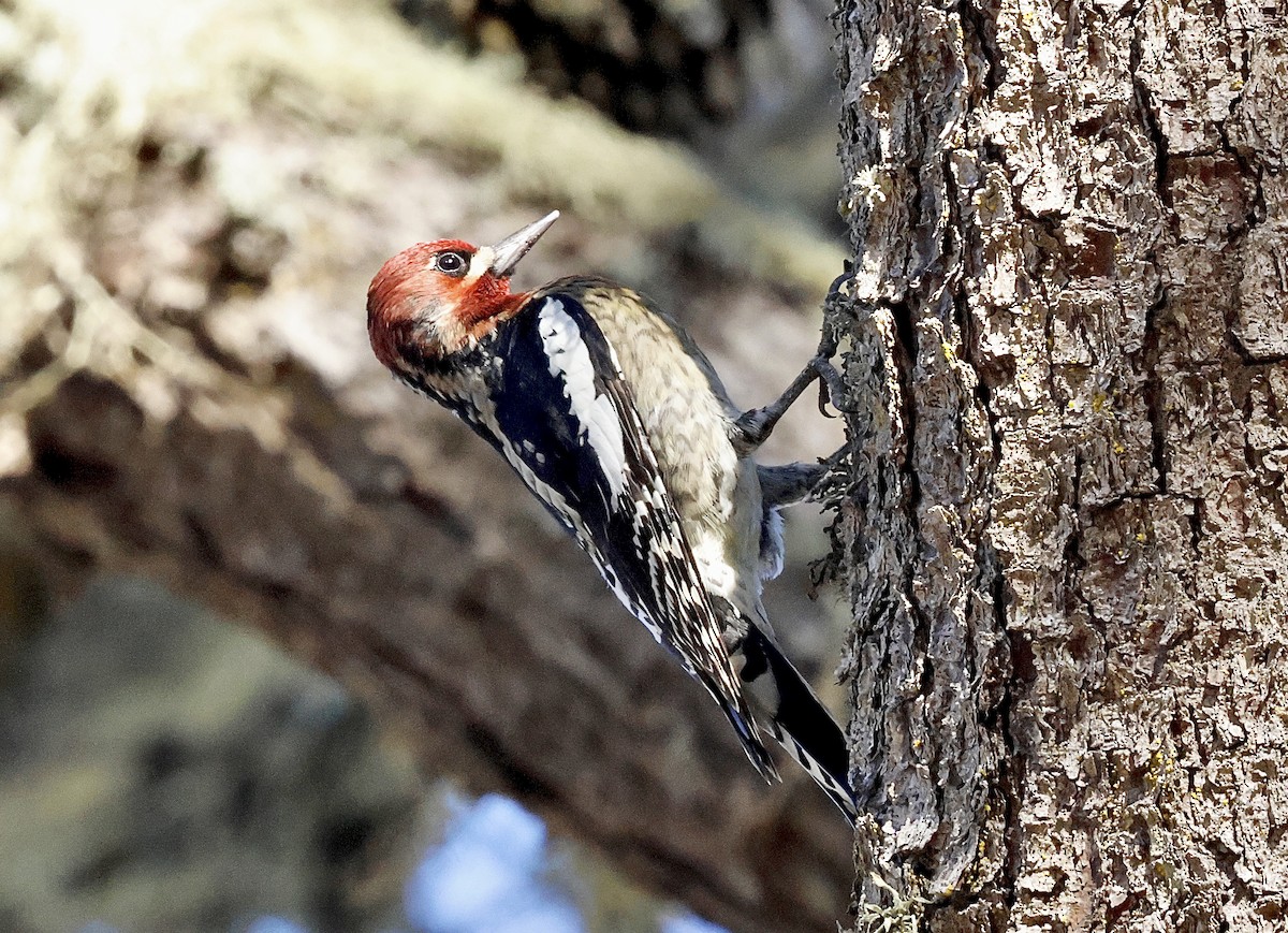 Red-naped x Red-breasted Sapsucker (hybrid) - ML644576444