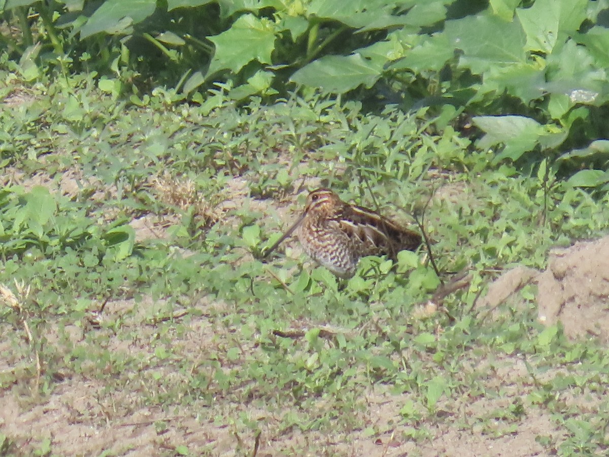 Wilson Suçulluğu - ML644576445