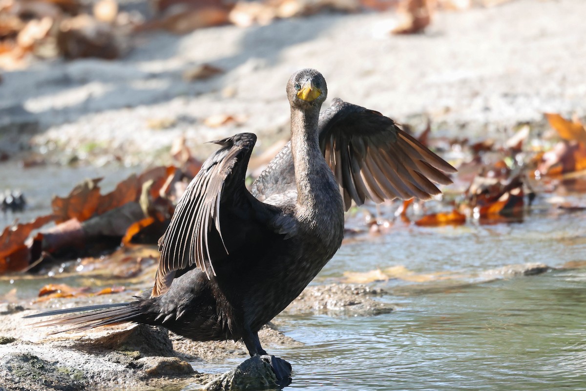 Neotropic Cormorant - ML644576446