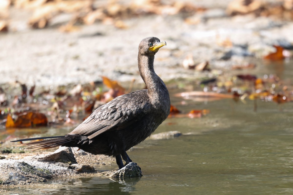 Neotropic Cormorant - ML644576447
