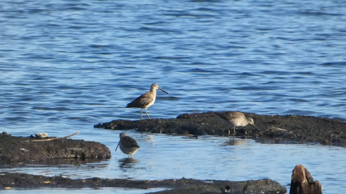 Uzun Gagalı Suçulluğu - ML644576448