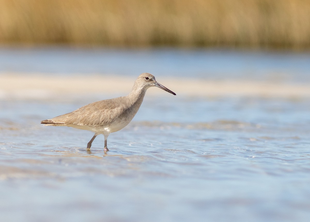 Boz Düdükçün - ML644576452