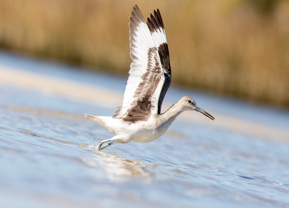 Boz Düdükçün - ML644576453