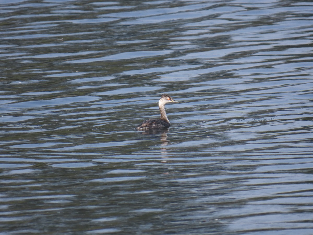 Eared Grebe - ML644576454