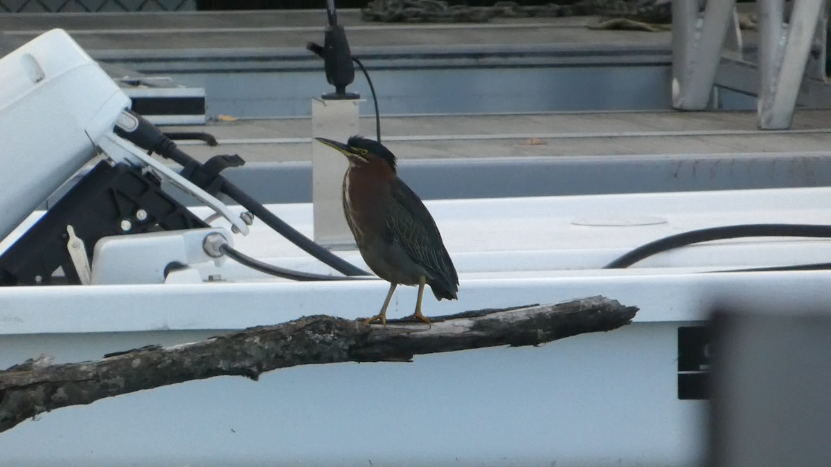 Green Heron - ML644576455