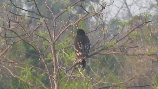 Greater Spotted Eagle - ML644576457