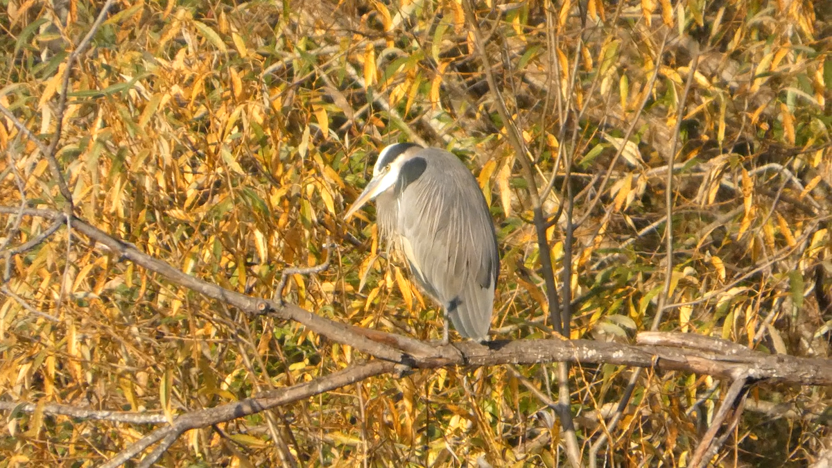 Great Blue Heron - ML644576458