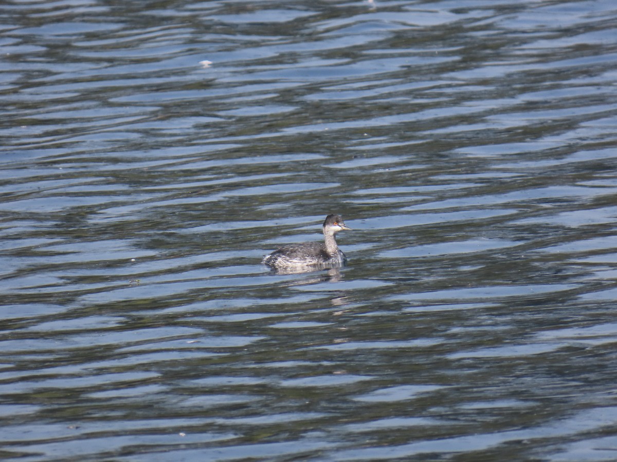 Eared Grebe - ML644576459