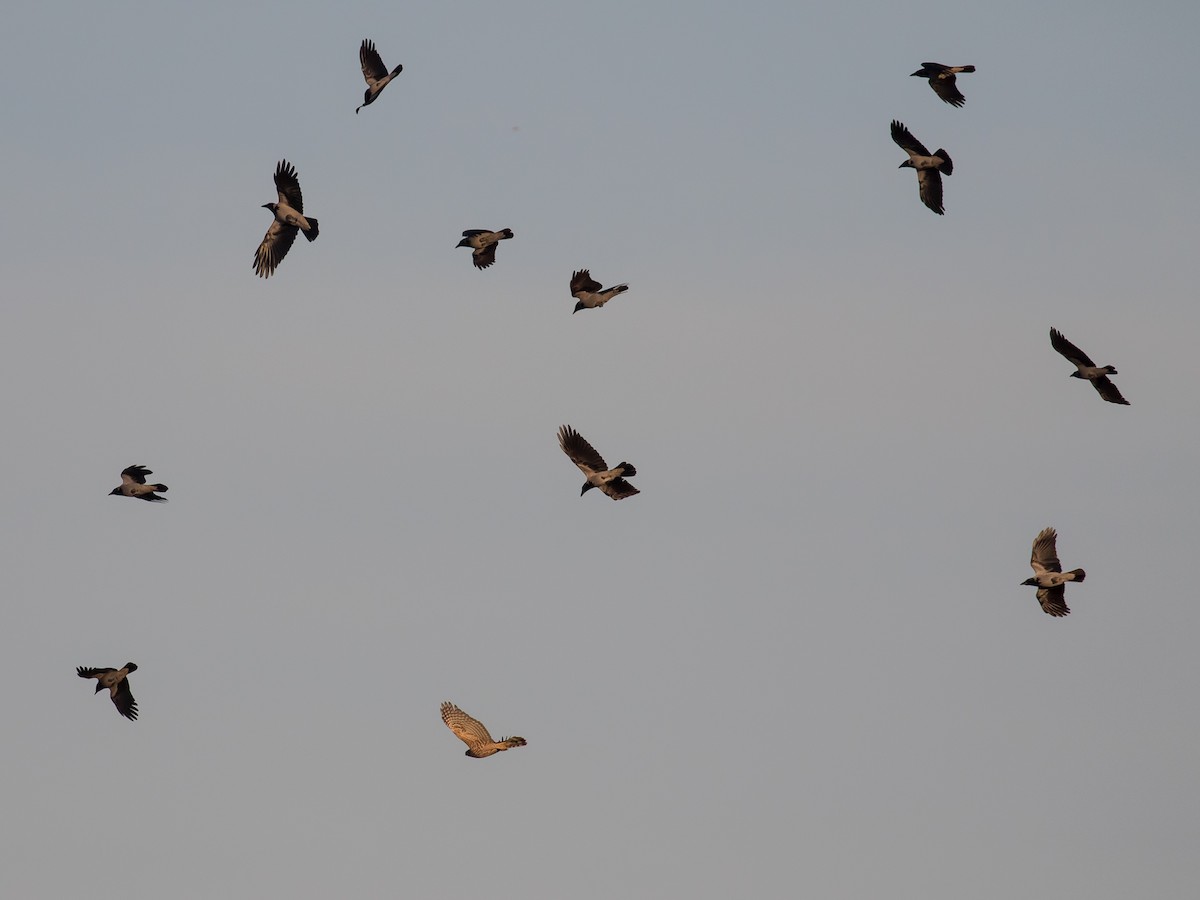 Eurasian Goshawk - ML644576461