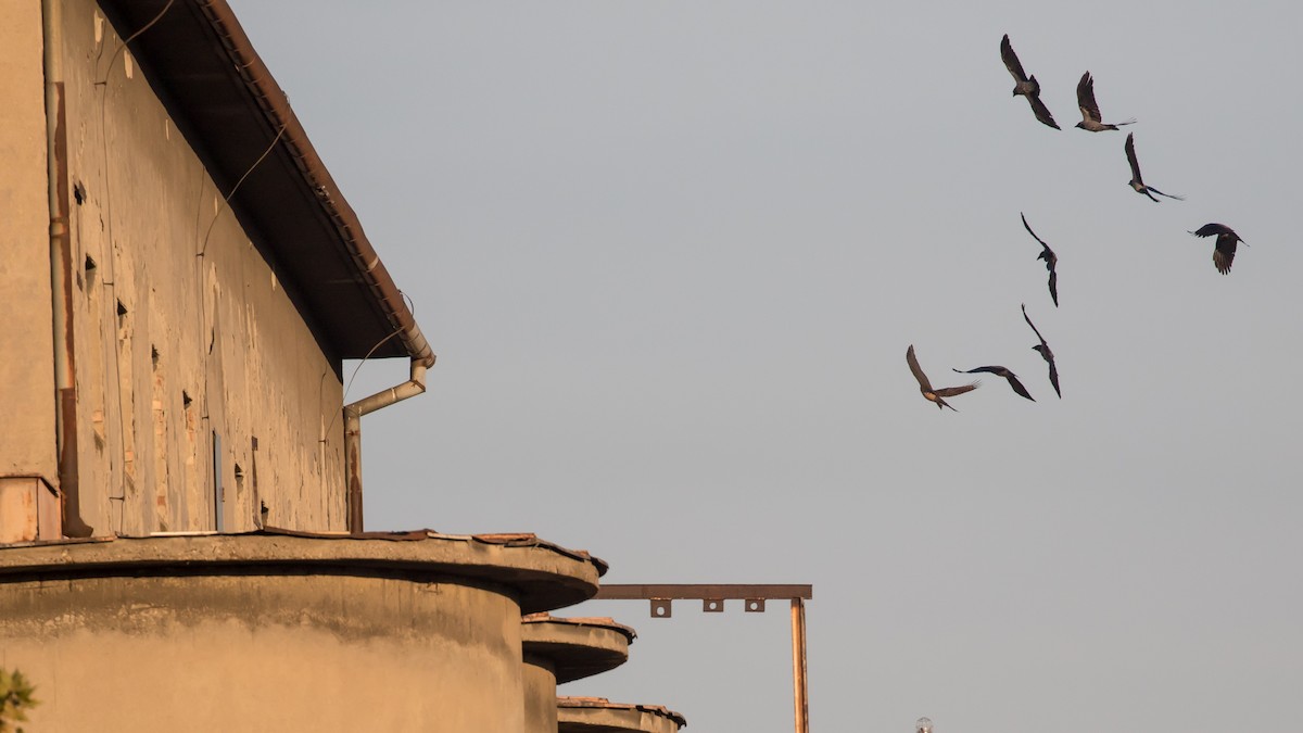 Hooded Crow - ML644576462