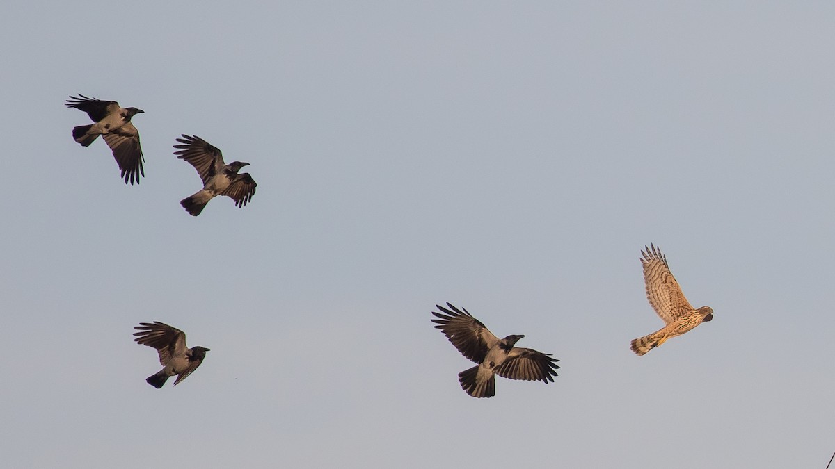 Eurasian Goshawk - ML644576463