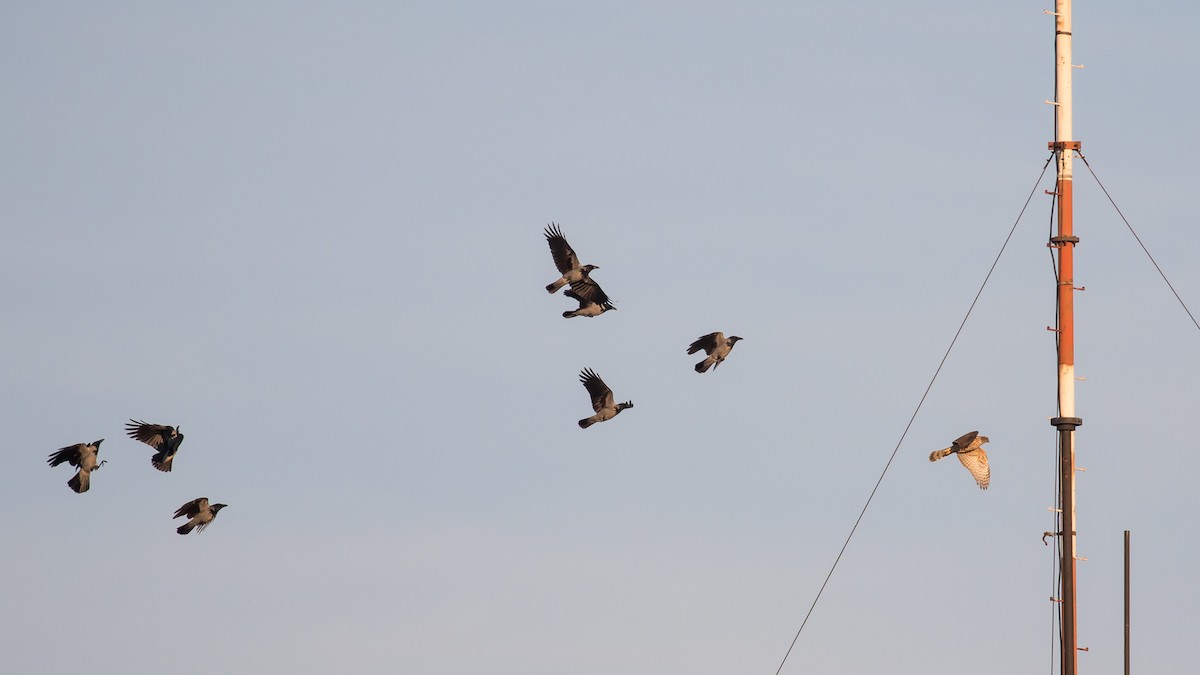 Eurasian Goshawk - ML644576464