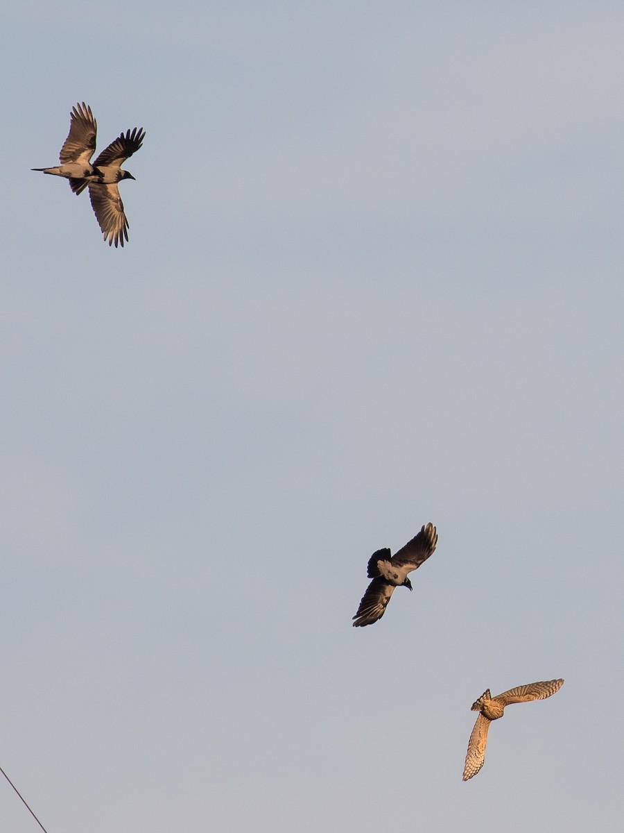 Eurasian Goshawk - ML644576465
