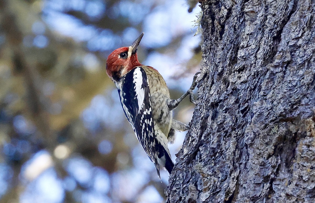 Red-naped x Red-breasted Sapsucker (hybrid) - ML644576466