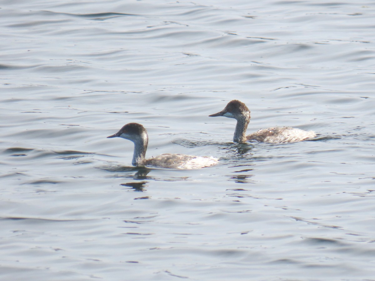 Eared Grebe - ML644576467