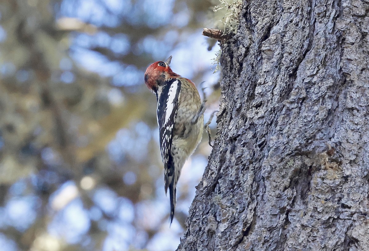 Red-naped x Red-breasted Sapsucker (hybrid) - ML644576468