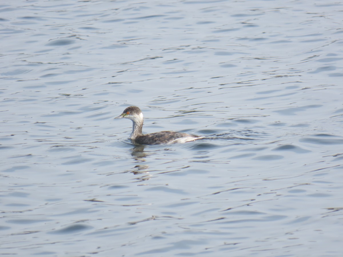 Eared Grebe - ML644576469