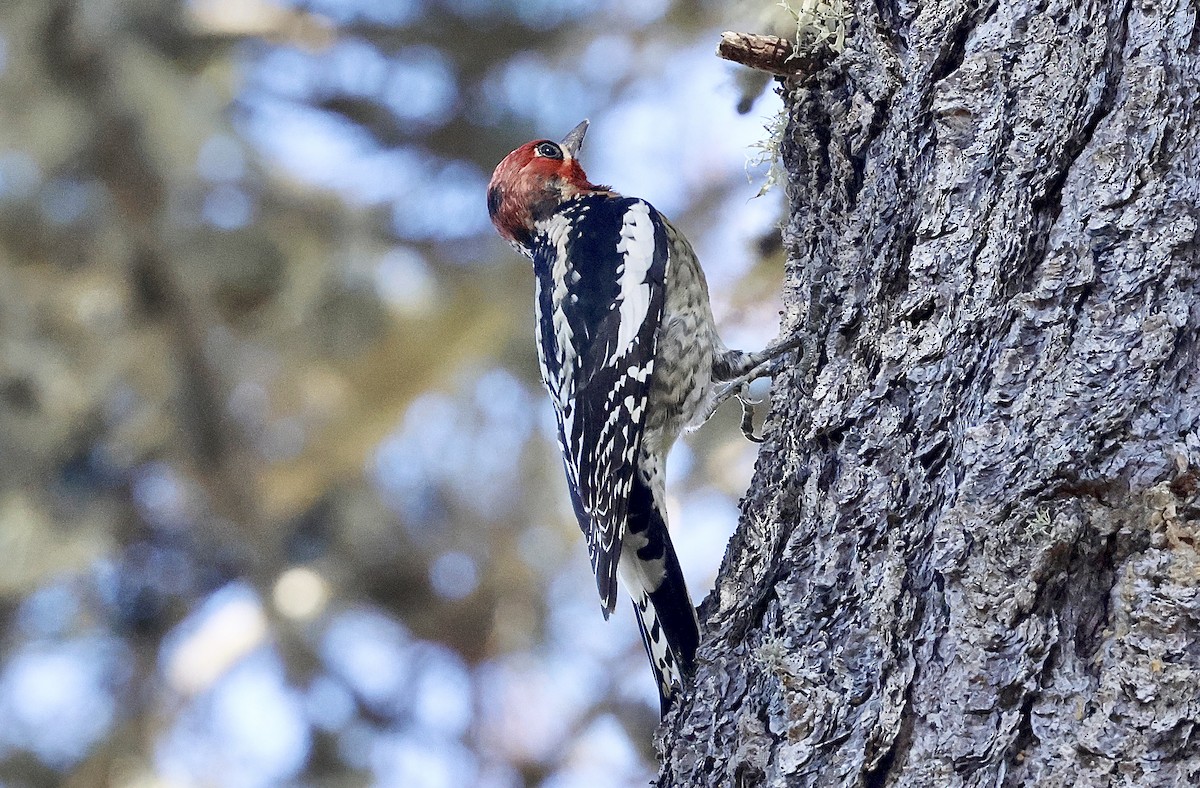 Red-naped x Red-breasted Sapsucker (hybrid) - ML644576471