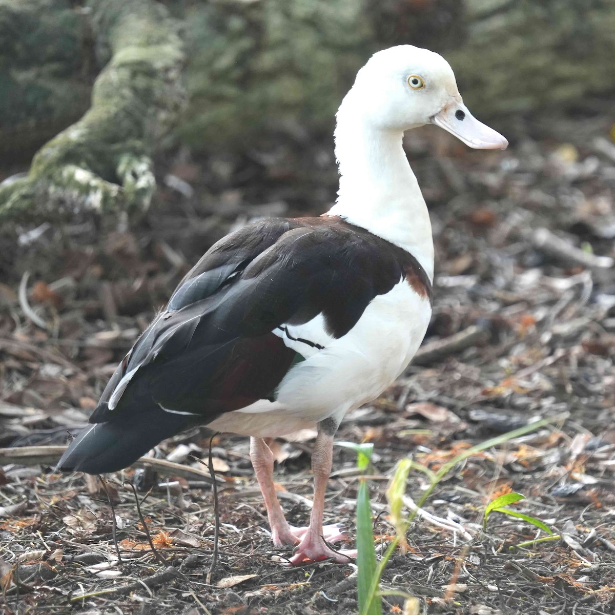 Radjah Shelduck - ML644576473