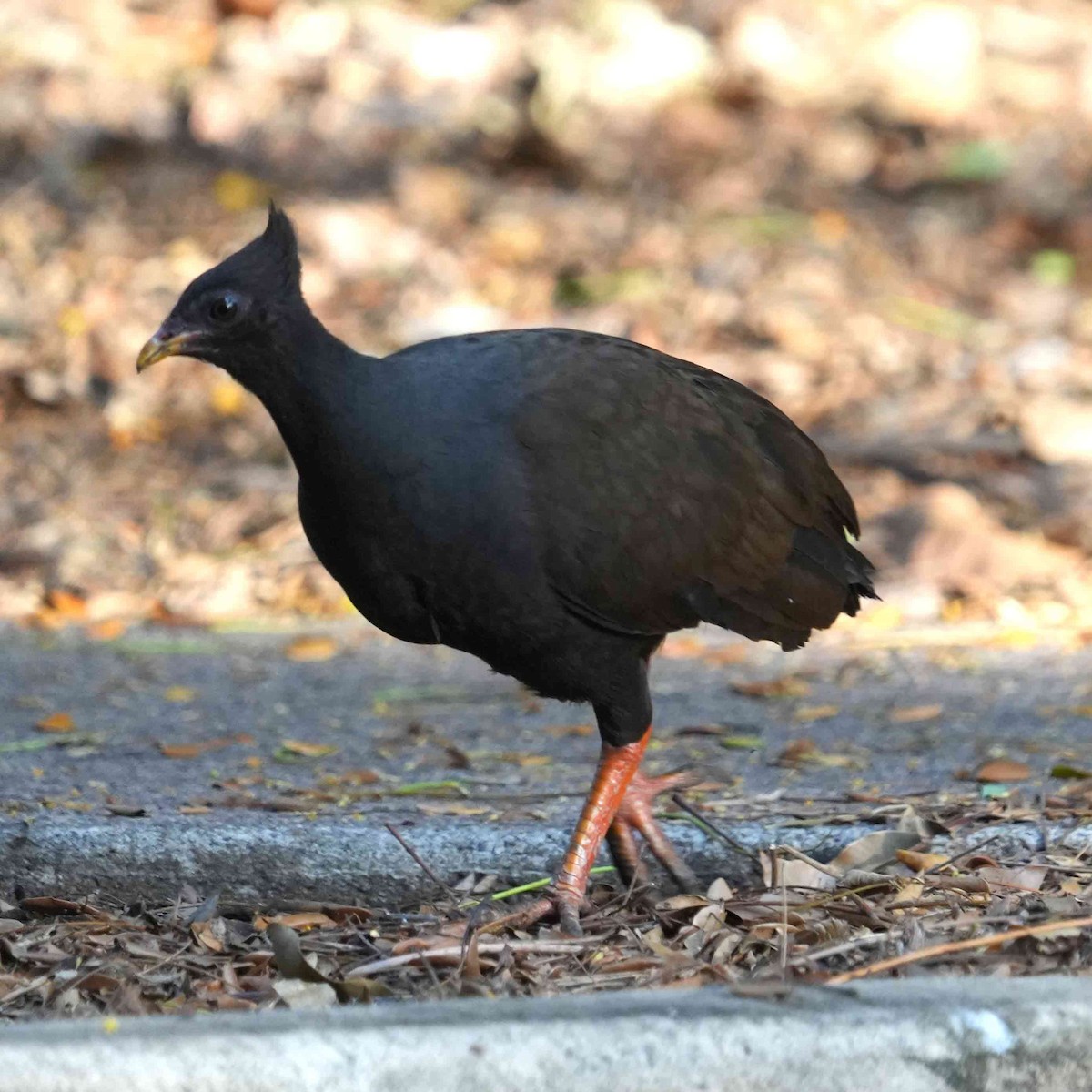 Orange-footed Megapode - ML644576474