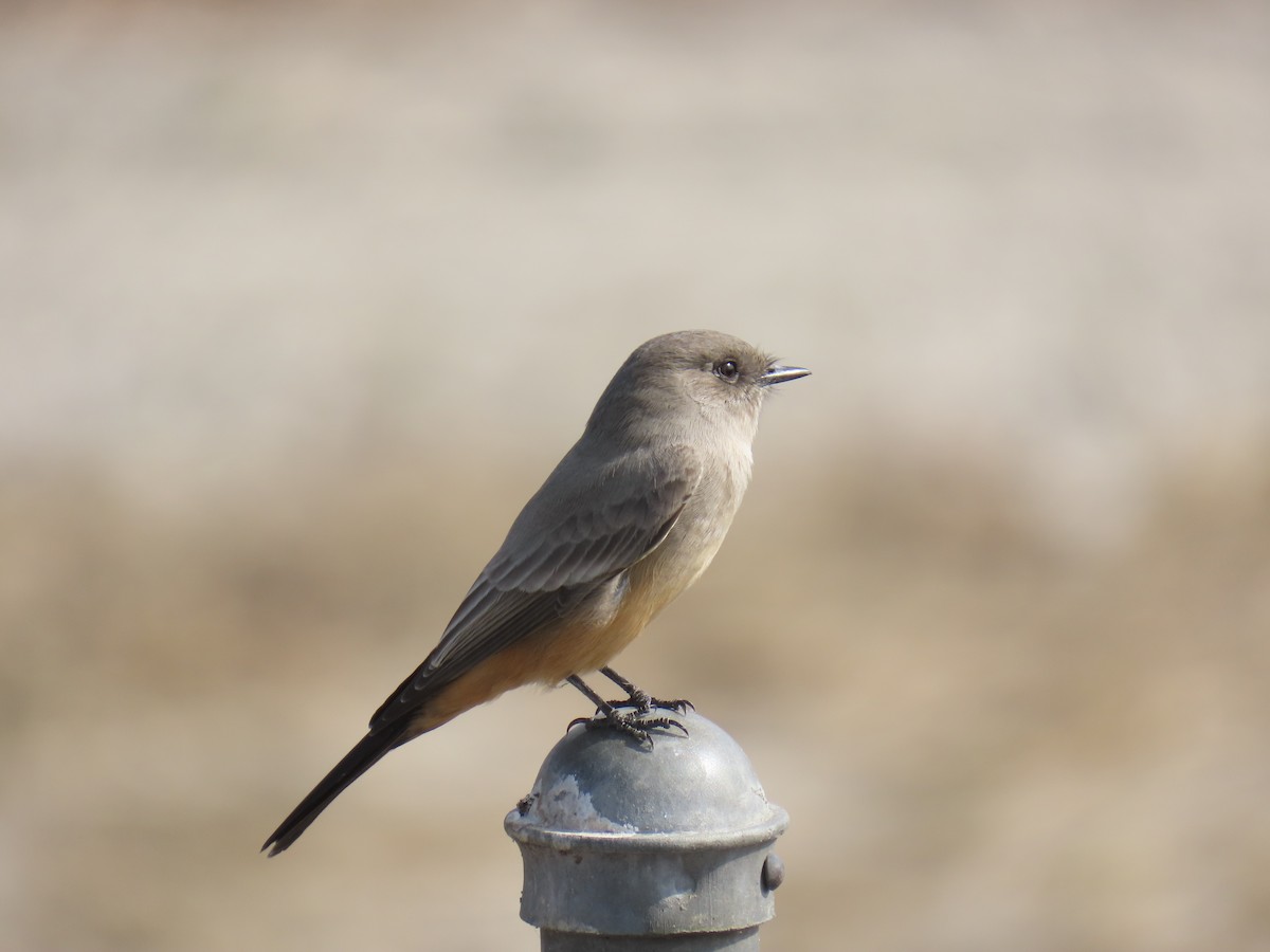 Say's Phoebe - ML644576475