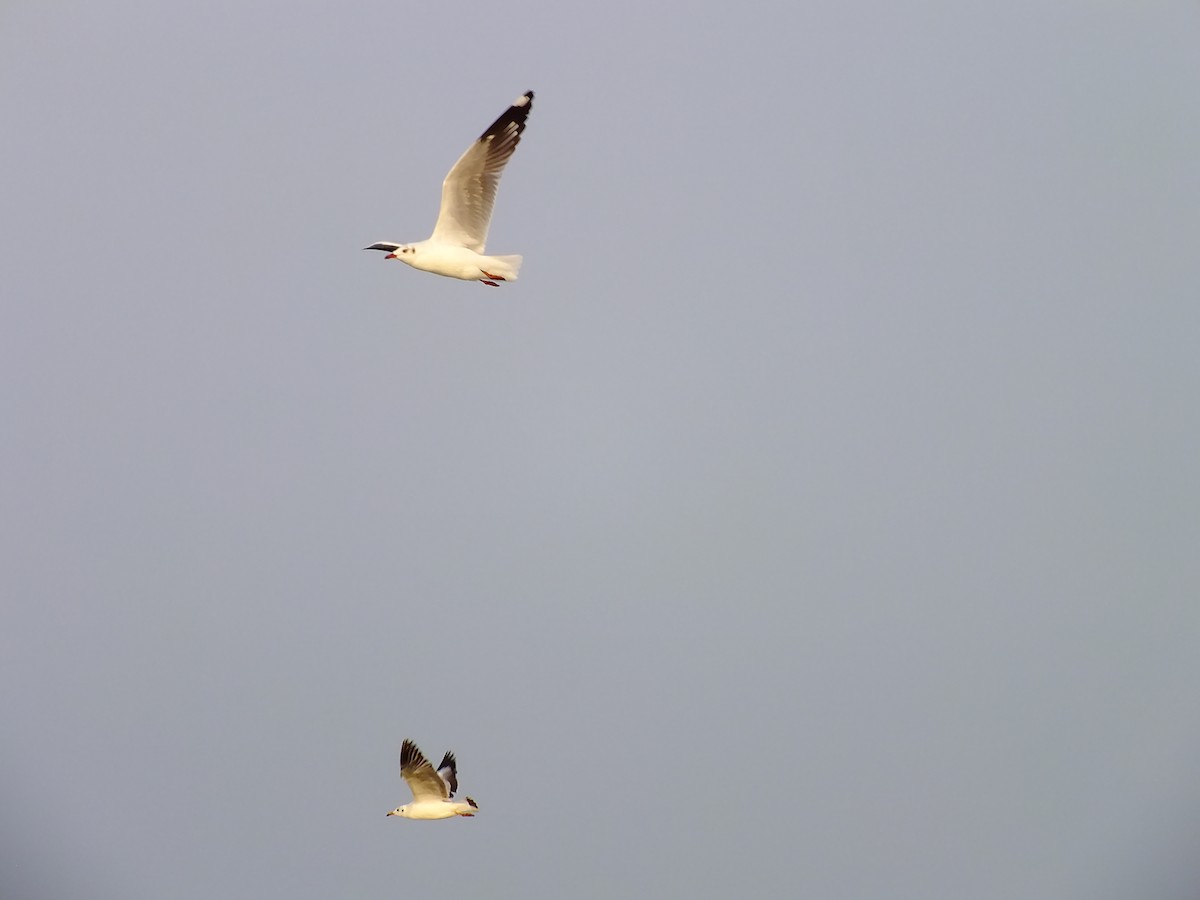 Brown-headed Gull - ML644576476