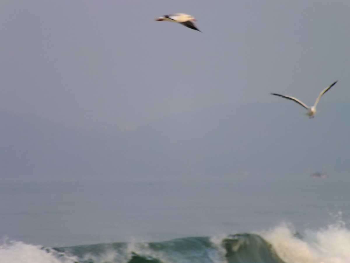 Brown-headed Gull - ML644576478