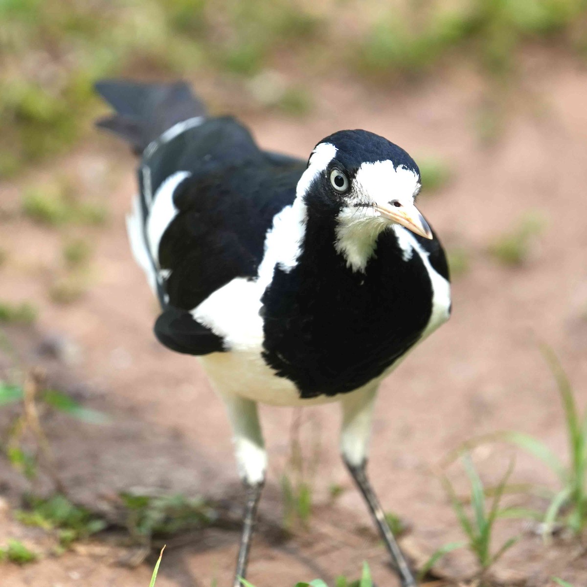 Magpie-lark - ML644576479