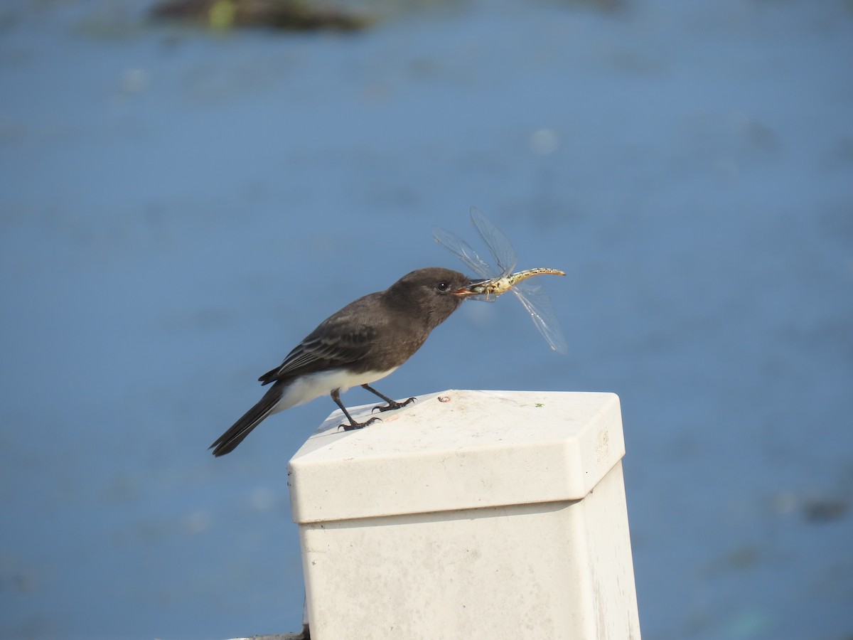 Black Phoebe - ML644576480