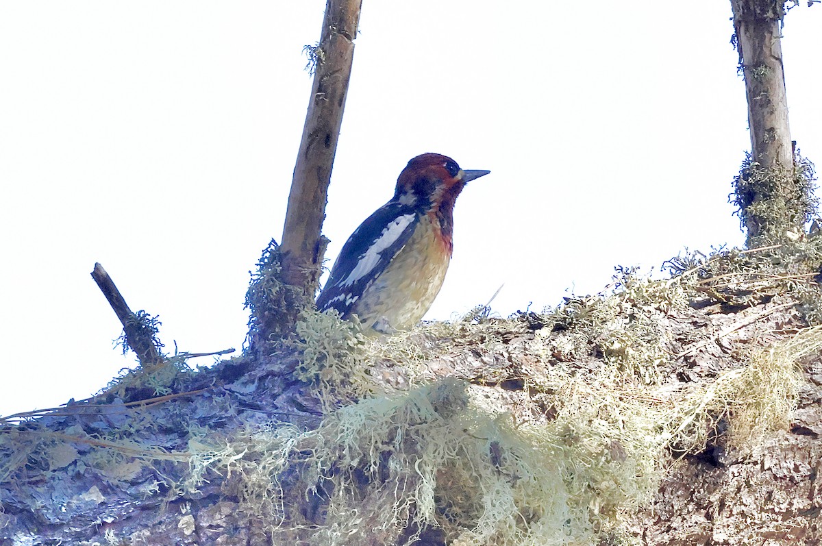 Red-naped x Red-breasted Sapsucker (hybrid) - ML644576481