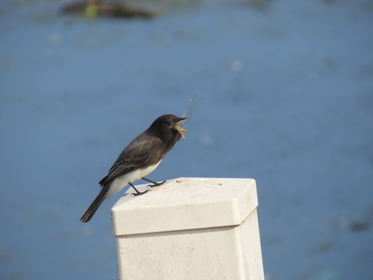 Black Phoebe - ML644576482