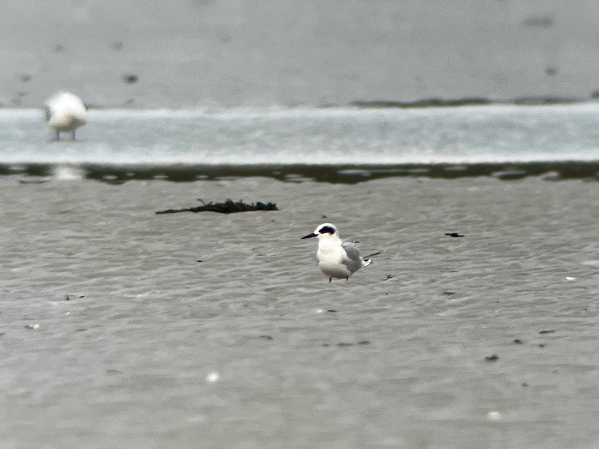 Forster's Tern - ML644576483