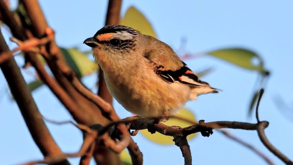 Striated Pardalote - ML644576484
