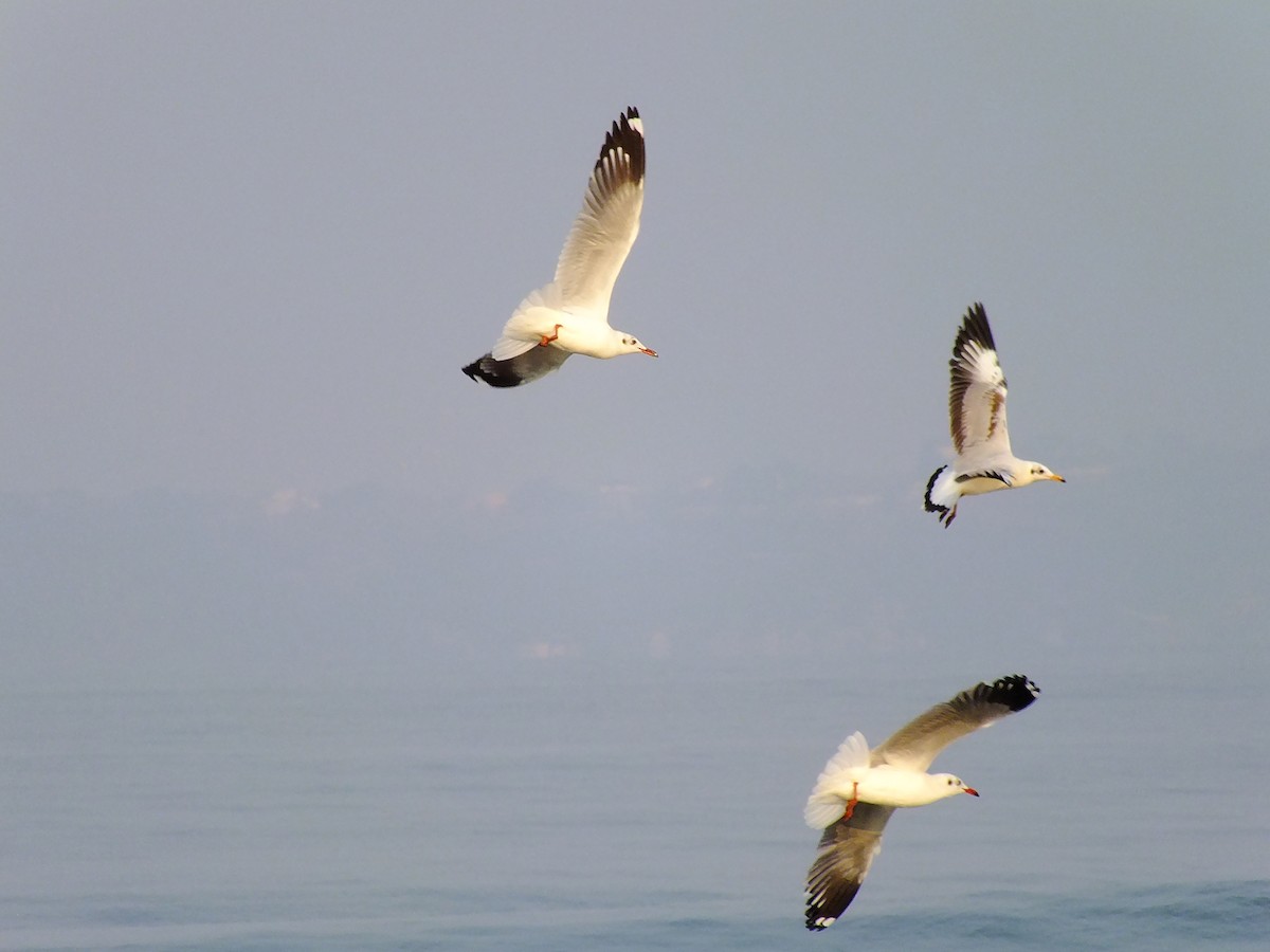 Brown-headed Gull - ML644576485