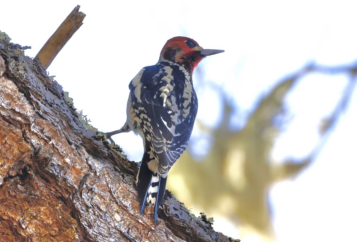 Red-naped x Red-breasted Sapsucker (hybrid) - ML644576486