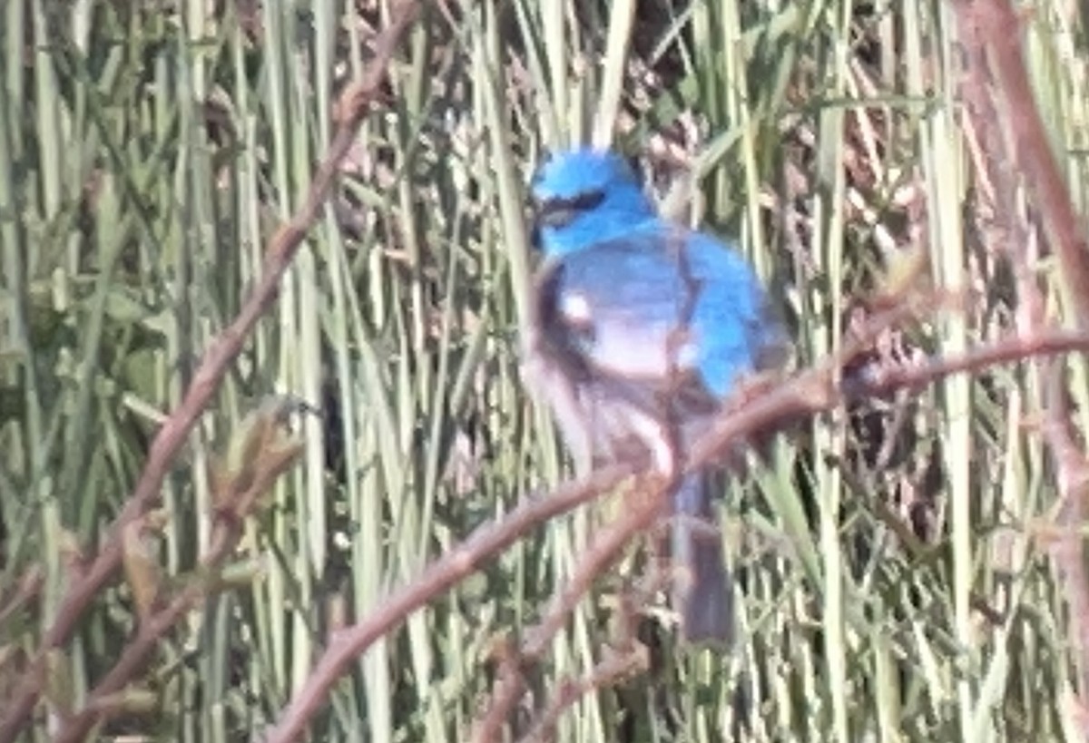 Lazuli Bunting - ML644576487